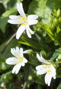 Stitchwort with its delicately divided petals