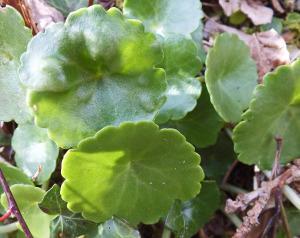 Looking like its own name - navelwort.
