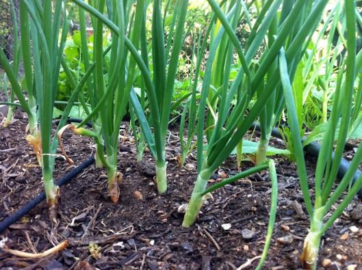 green onions should be ideal in a month