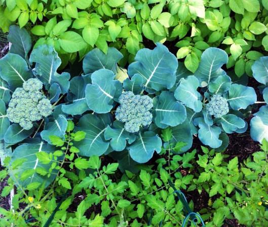 The broccoli will be ripe for the pickin' before too long.