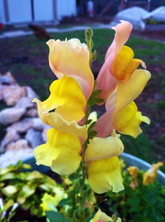 yellowsnapdragon