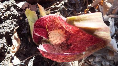 Skunk cabbage plant - view of the spathe pod in springtime