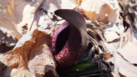 Skunk Cabbage plant growing up through fallen leaves in the spring time
