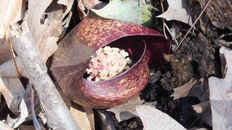 the pathe pod of a skunk cabbage growing in the Cootes Paradise, wetlands in Hamilton - Ontario