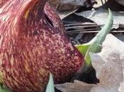 Skunk Cabbage Blooming Cootes Paradise Sure Sign Spring