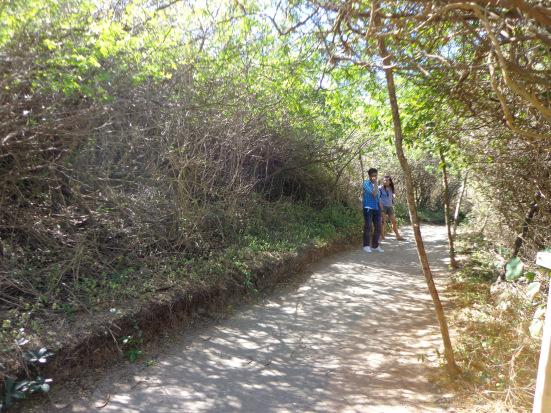 Walking Through the Shaded Path