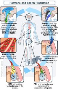 male contraceptive chemistry