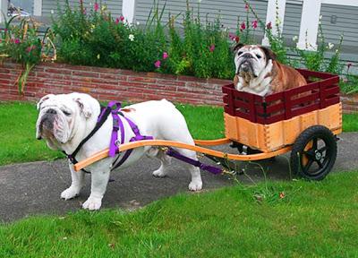 ADORABLE BULLDOG Bronco Rides a Child's Rocking Horse!