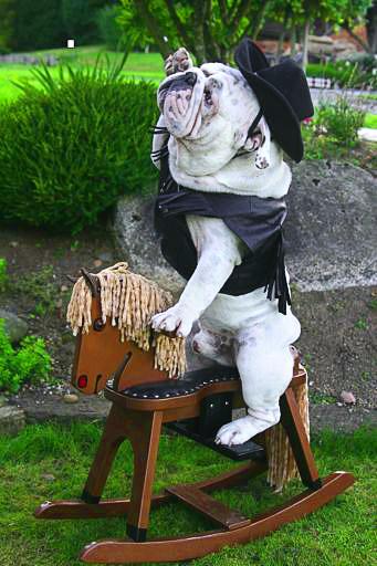 ADORABLE BULLDOG Bronco Rides a Child's Rocking Horse!