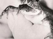 Scientists Clone Extinct Frog Embryo