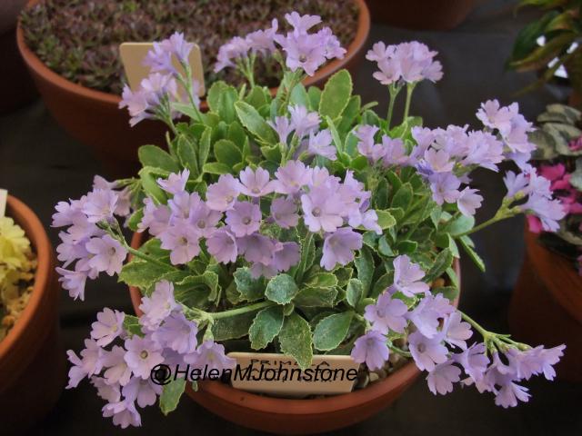 Primula marginata 'Dwarf Form'