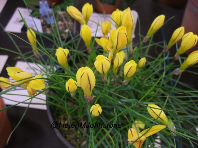 Ipheion dialystemon