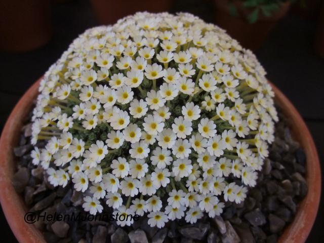 Dionysia 'Tess'