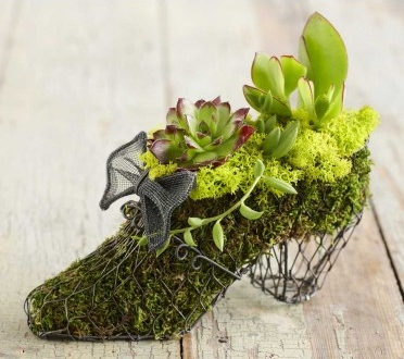 succulent moss shoe