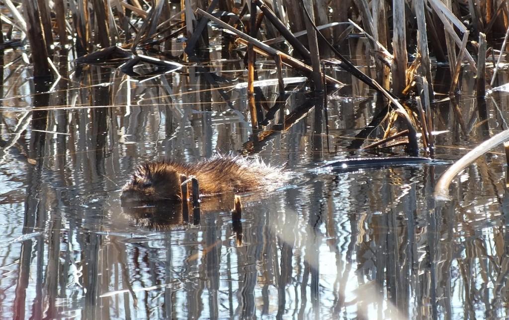 Muskrat baby swims to safety from weasel