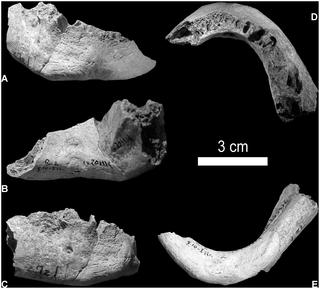 The Neanderthal chin in question