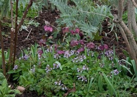 Purple Hellebore planted with Cardimine quinquefolia