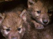 Wyoming It’s Legal Slaughter Wolf Pups Their Dens