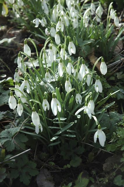 Clumps of snowdrops in full bloom amidst dark splotched hardy geranium leaves.