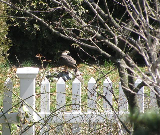 Coopers-Hawk-and-its-Prey-in-Farmingdale