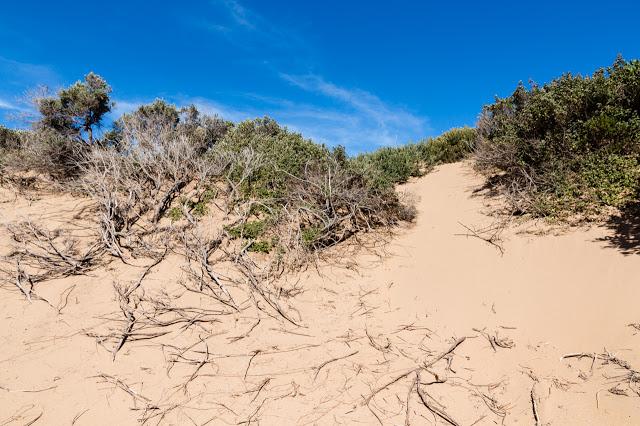 steep sand dune surrounded by scrub
