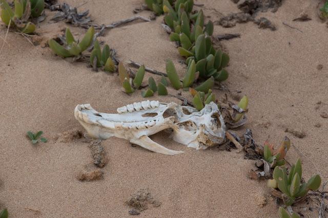 jawbone of animal lying in sand