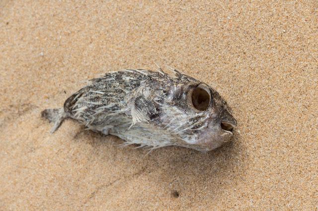 dead puffer fish on beach
