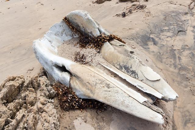 whale jaw bone on beach