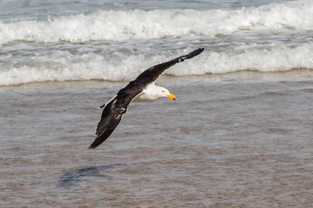 pacific gull flying over water