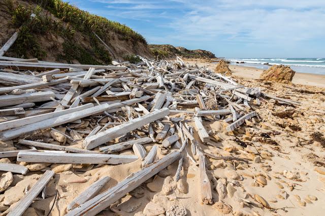 piled driftwood on beach