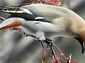 Beautiful Photos Waxwing Birds