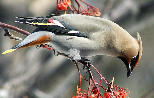 12 Beautiful Photos Of Waxwing Birds