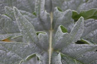 Cynara cardunculus Leaf (23/03/2013, Kew Gardens, London)