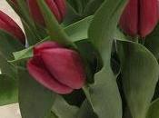 Tulips from Supermarket