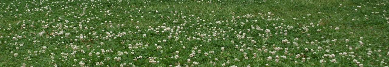 Field of flowers