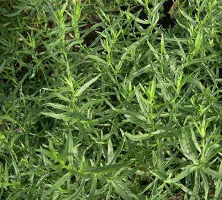 Natural Remedy against menstrual pain: Tarragon (Artemisia Dracunculus)