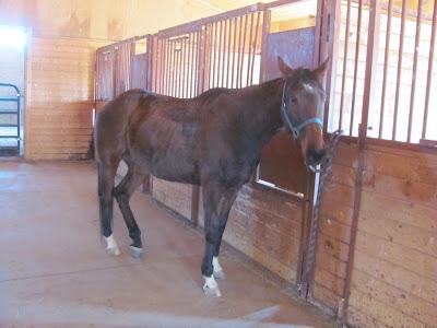 Boom-Boom - Learning to be a Horse!