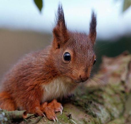 red squirrel with weird ears