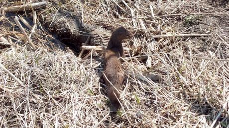Weasel looks around on edge of swamp in Mississauga - Ontario