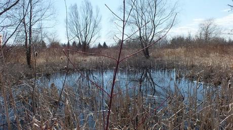 Muskrat pond in Mississauga - Ontario