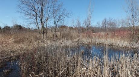 Muskrat pond in rural Mississauga - Ontario