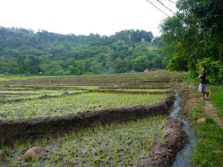 Hot and Cold Waters of Mambukal