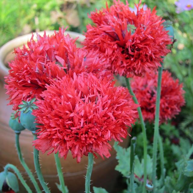 Frilly pink bloomers ... !!