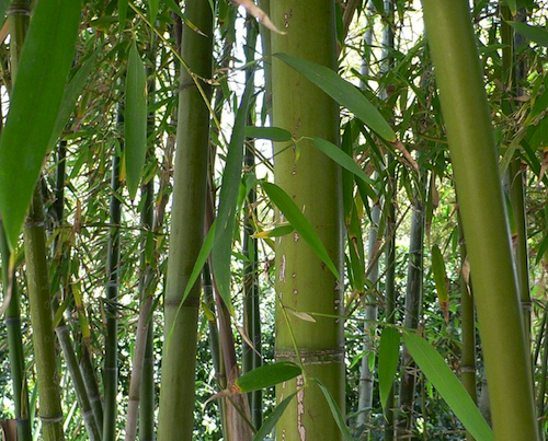 Phyllostachys nigra f. henonis