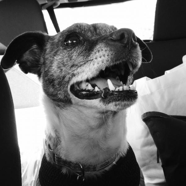 NookAndSea-Blog-Dog-Car