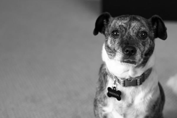 NookAndSea-Blog-Dog-Madison-Rescue-Brindle-Terrier