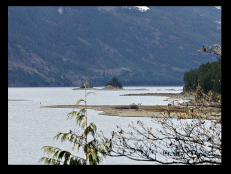 Islands in the trees