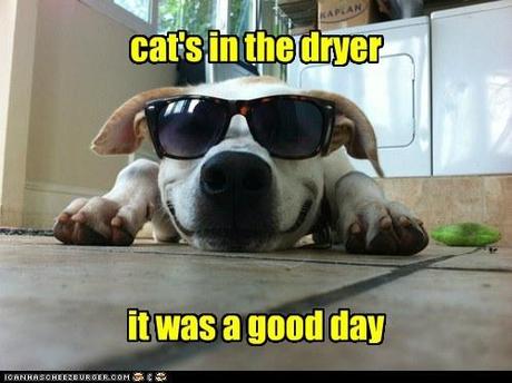 funny_dog_639