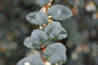 Osmanthus delavayi Leaf (23/03/2013, Kew Gardens, London)