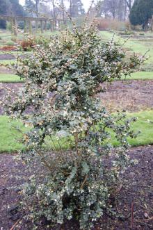 Osmanthus delavayi (23/03/2013, Kew Gardens, London)